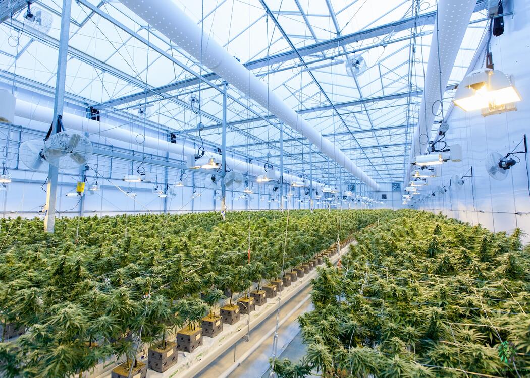 The Importance of Compliance in the Cannabis Industry